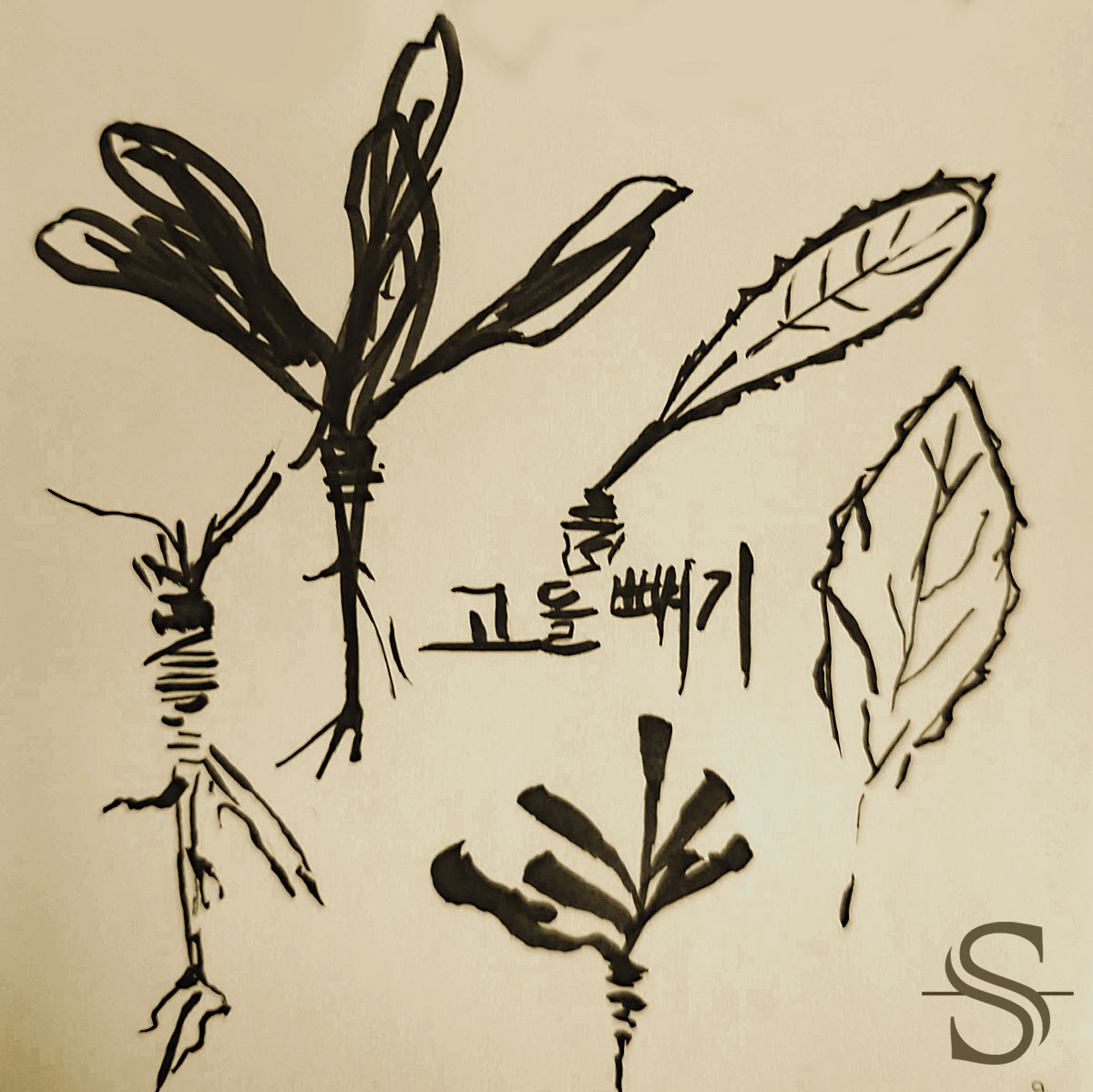 Field sketches of 고들빼기.